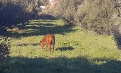 Aydın'da aç kalan yılkı atları, şehir merkezine indi