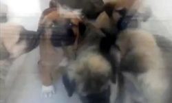 Doktora 'Köpekleri öldürmek'ten verilen hüküm, istinaf incelemesinde kaldırıldı