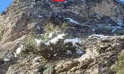 Feke'de dağda mahsur kalan 18 keçi kurtarılmayı bekliyor