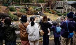 Japonya, iki dev pandayı Çin'e geri yolluyor