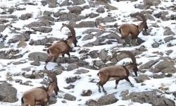 Karlı Aladağlar'da gezen dağ keçileri dron kamerasında
