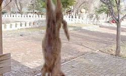 Köpek, işkence yapılarak öldürüldü