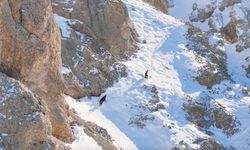 Munzur Dağları'nda çengel boynuzlu keçiler dronla görüntülendi