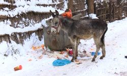 Muşlu yerel sanatçı, kışın ölüme terk edilen at ve eşeklere sahip çıkıyor