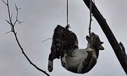 Samsun'da ağaca asılı bulunan kedi kurtarıldı