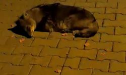 Samsun'da bitkin halde bulunan yavru çakal, tedaviye alındı