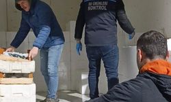 Samsun'da yasal avlanma boyunun altında olan 2,6 ton mezgit ele geçirildi