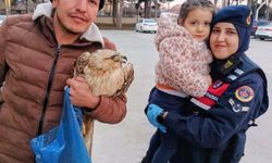 Tavukların arasında bulunan kanadı kırık şahin, tedaviye alındı