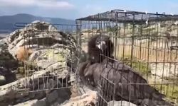 Tedavisi tamamlanan 132 yaban hayvanı doğaya salındı