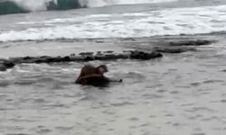 Tekirdağ'da su samuru görüntülendi