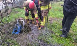 Tel örgüye sıkışan tilki kurtarıldı