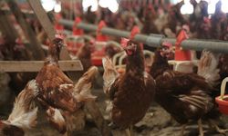 TÜİK Açıkladı: Tavuk, Yumurta ve Süt Üretiminde Düşüş