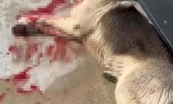 Bodrum'da 2 köpek tüfekle vurularak öldürüldü; 1 gözaltı