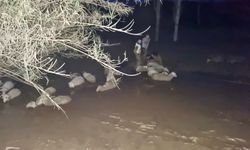 Çamura saplanan 30 koyun kurtarıldı, 2 koyun öldü