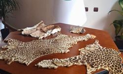 Çukurova'da yasa dışı yaban hayvanı ürünleri ele geçirildi