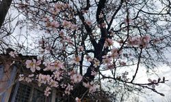 Edirne'de meyve ağaçları, şubat ayında çiçek açtı