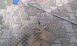 Hatay'da yaralı tilki tedaviye alındı
