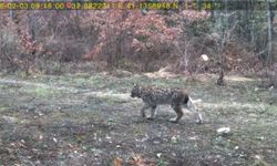 Karabük'te yaban hayatı fotokapanla görüntülendi