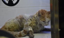 Kedilerin beslendiği evde yangın; 26 kedi öldü