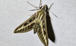 Milleyha Sulak Alanı'nda 3 gün süren 'Doğa Buluşması' sona erdi