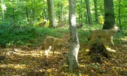 Ormanda gezen kurt sürüsü fotokapanla görüntülendi