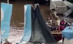 Şoför ihbar etti; su dolan çiftlikte mahsur kalan köpekleri hayvanseverler kurtardı