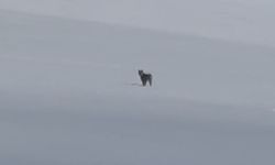 Süphan Dağı eteklerinde nesli tehlike altındaki vaşak görüntülendi