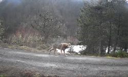 Yaban hayvanları fotokapanlar tarafından görüntülendi