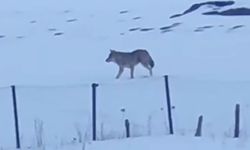 Yalnızçam Dağları'nda 3 ayaklı kurdun yaşam mücadelesi