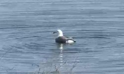 'Bulut' isimli yaralı martı, bakımının ardından doğaya bırakıldı