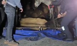 Devrilen kamyonetin kasasındaki eşekler yaralandı