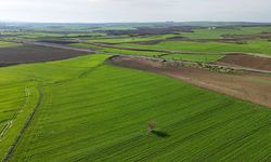 Edirne'de yağışların ardından doğru tarım uygulamalarıyla yüksek rekolte bekleniyor