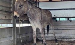 Evinin önünde oynayan çocuğa eşek saldırdı; o anlar kamerada (2)