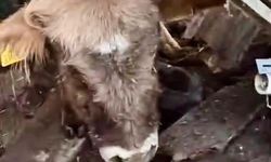 Kars'ta ahır çöktü, çoban son anda kurtuldu