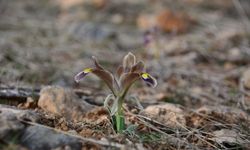 Kayseri'de nevruz çiçekleri açtı