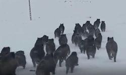 Köye inen kurtlar köpeği alıp götürdü