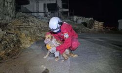 Kuruyan betonda mahsur kalan 'Paris', 7 saat sonra özgürlüğüne kavuştu