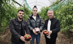 Mersin'de erkenci nektarin hasadı sürüyor; kilosu 500 TL'den alıcı buluyor