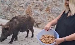 Şarkıcı Safiye Soyman, kapısına gelen yaban domuzunu cevizle besledi