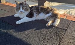 Tel çitte mahsur kalan kediyi belediye ekibi kurtardı