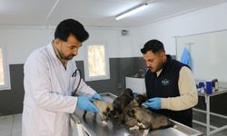 Yangında kurtarılan 6 yavru köpek tedaviye alındı