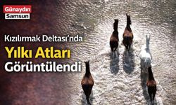 Kızılırmak Deltası’nda Yılkı Atları Görüntülendi