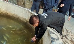 Derede ve balık havuzlarında toplu balık ölümlerine inceleme