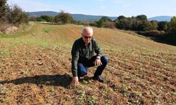 Edirne'de hububatta 'kök çürüklüğü' hastalığı görüldü