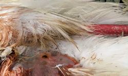 Göç yolundaki 5 leylek tüfekle vuruldu