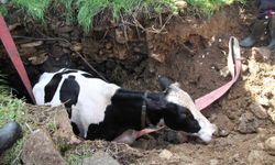 Kuyuya düşen 7 aylık gebe inek kurtarıldı