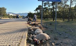 Motosiklet koyun sürücünün arasına daldı; sürücü yaralandı, 8 koyun öldü