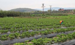 Organik çilekte hasat heyecanı başladı