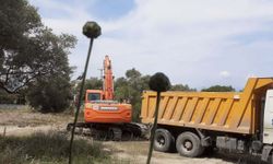 'Tülüşah, yok olma tehlikesiyle karşı karşıya'
