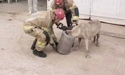 Bursa'de başı hava filtresine sıkışan köpek itfaiye tarafından kurtarıldı